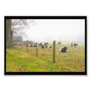 Foto Vacas cercadas de Galloway em Rockport Maine