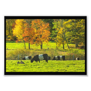 Foto Vacas cercadas de Galloway na fazenda de Rockport