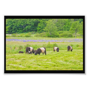 Foto Vacas cercadas de Galloway no pasto Rockport Maine