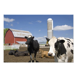 Foto Vacas em frente a um celeiro vermelho e silo em um
