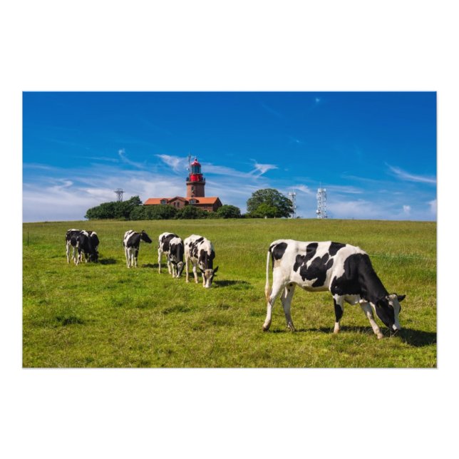 Foto Vacas em um campo com farol (Frente)