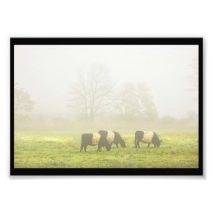 Foto Vacas Galloway Cinturadas Em Campo De Fazenda Negr