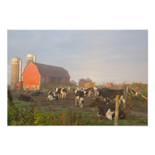 Foto vacas leiteiras Holstein do lado de fora de um cel