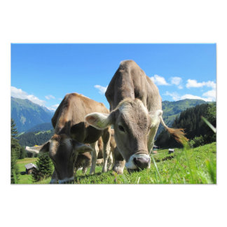 Foto Vacas na Áustria
