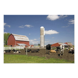Foto Vacas na frente de um celeiro vermelho e silo em u