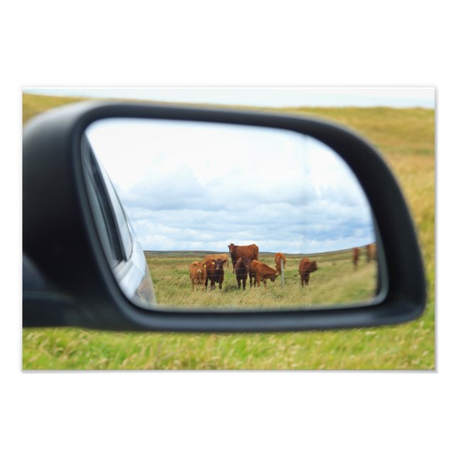 Foto Vacas no espelho (Frente)