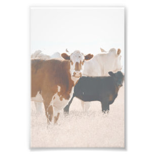 Foto Vacas Russas No Campo