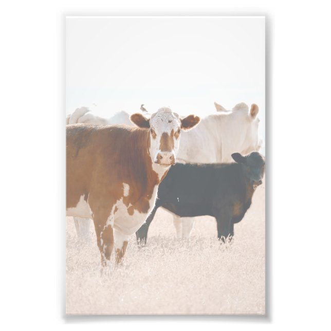 Foto Vacas Russas No Campo (Frente)