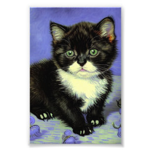 Foto Van Gogh Tuxedo Kitten