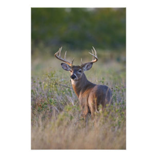 Foto veado-de-cauda-branca Odocoileus virginianus