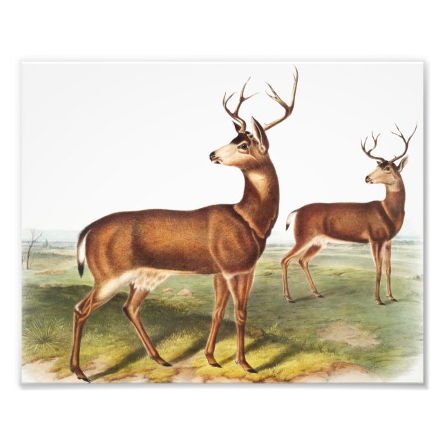 Foto Veado-de-cauda-negra colombiano (Cervus Richardson (Frente)