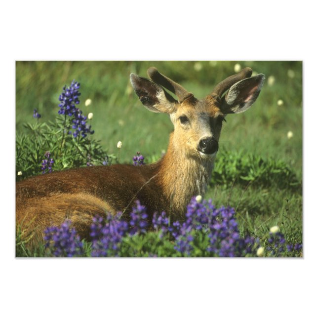 Foto Veado-de-cauda-preta, Odocoileus hemionus (Frente)