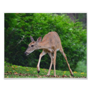 Foto Veado-de-Whitetail