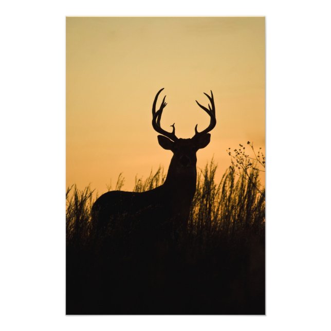 Foto veado-mateiro Odocoileus virginianus) (Frente)