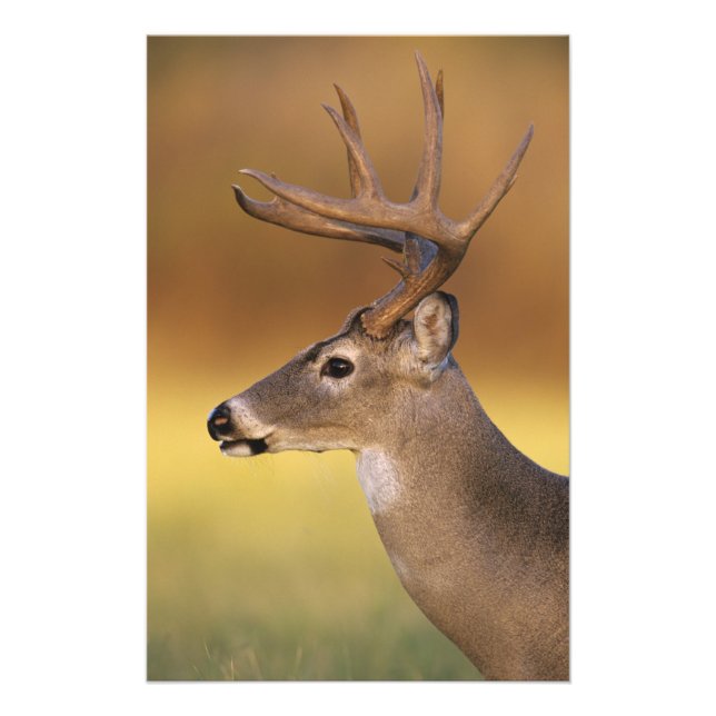 Foto Veado-mateiro, Odocoileus virginianus, (Frente)