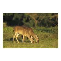 Veado-mateiro, Odocoileus virginianus