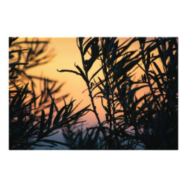 Foto Vegetação no pôr do sol