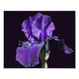 Foto Velvety Purple Bearded Iris Flower Art 8x10