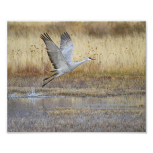 Foto Venha voar comigo