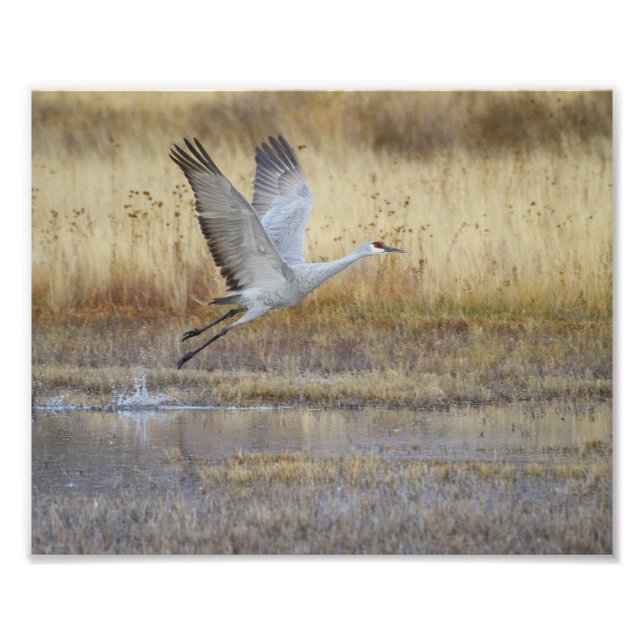 Foto Venha voar comigo (Frente)