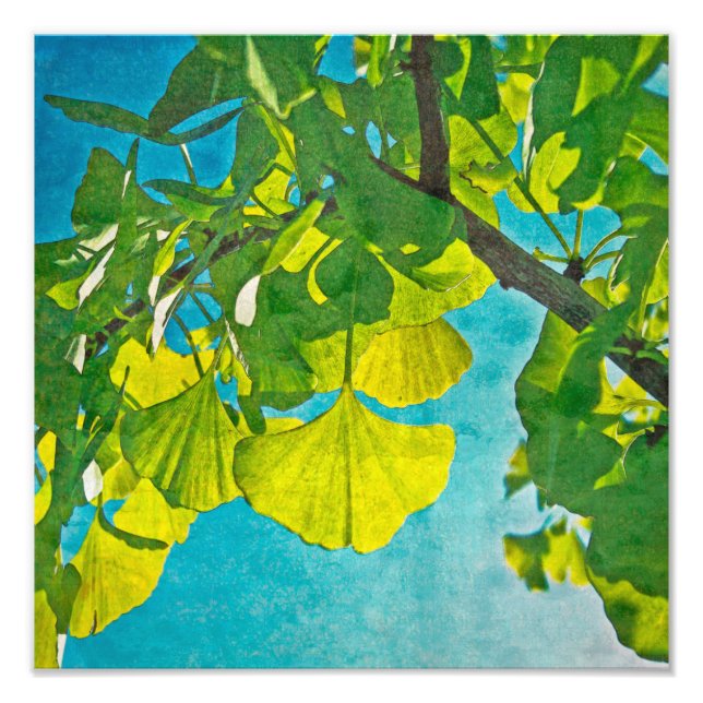 Foto Ventiladores de Dreamy (Frente)