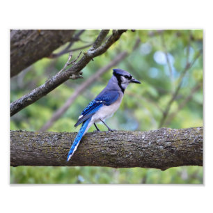 Foto Verão Jay azul