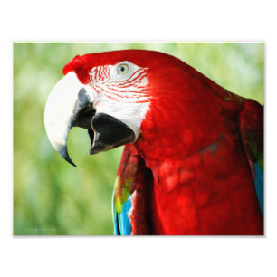 Foto Vermelho Brilhante