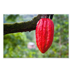 Foto vermelho de cacau