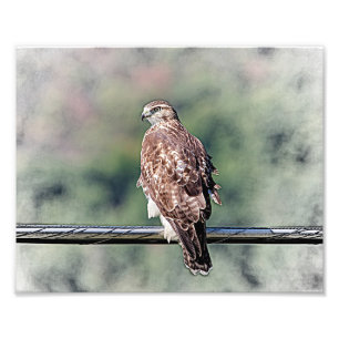 Foto vermelho imaturo falcão 10x8 atado