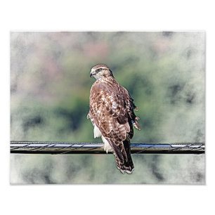 Foto vermelho imaturo falcão 14x11 atado