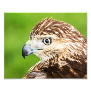 Foto Vermelho juvenil falcão atado