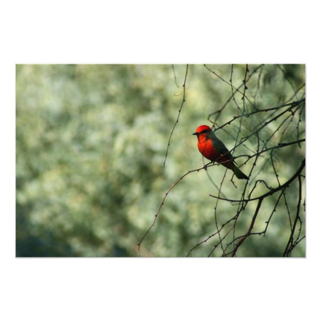 Foto Vermilion Flycatcher (Frente)