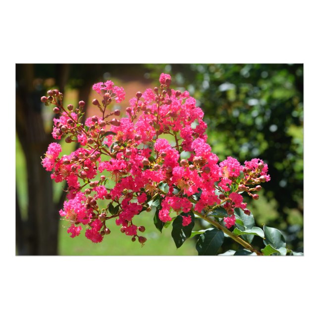 Foto Vibrant crepe myrtle busle (Frente)