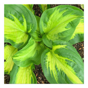 Foto Vibrant e Lush Hosta deixam o close-up