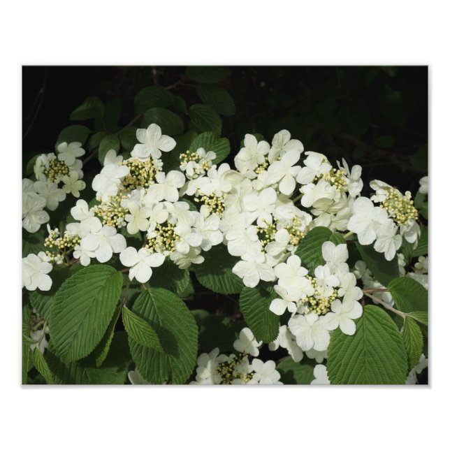 Foto Viburno branco de 14"x11" (Frente)