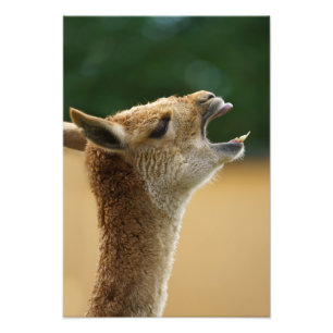 Foto Vicuna Mostrando Seus Dentes
