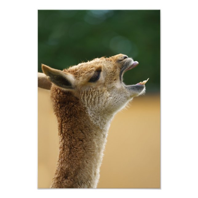 Foto Vicuna Mostrando Seus Dentes (Frente)