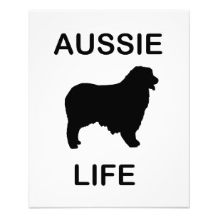Foto vida aussiana de pastor australiano
