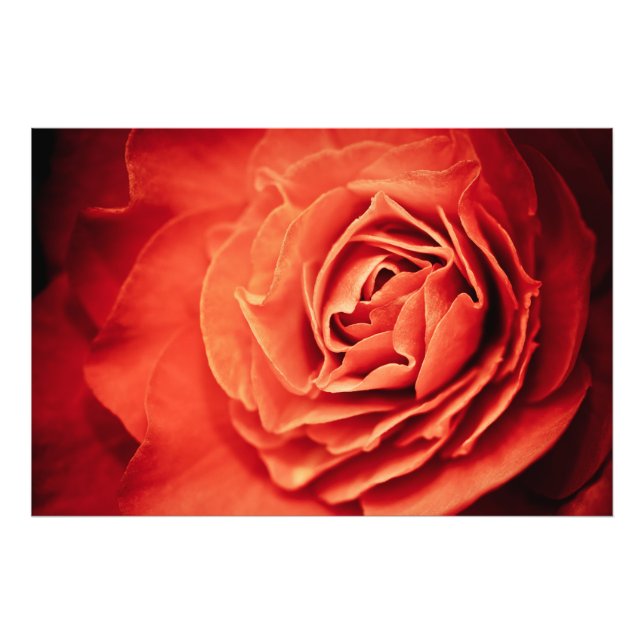 Foto vida cor-de-rosa (Frente)
