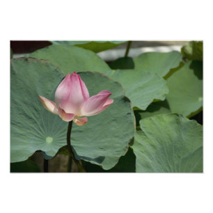 Foto Vietnã, perto de Saigon) Meu Tho. Vinh Trang