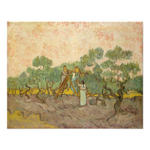 Foto Vincent van Gogh - Mulheres Colhendo Azeitonas