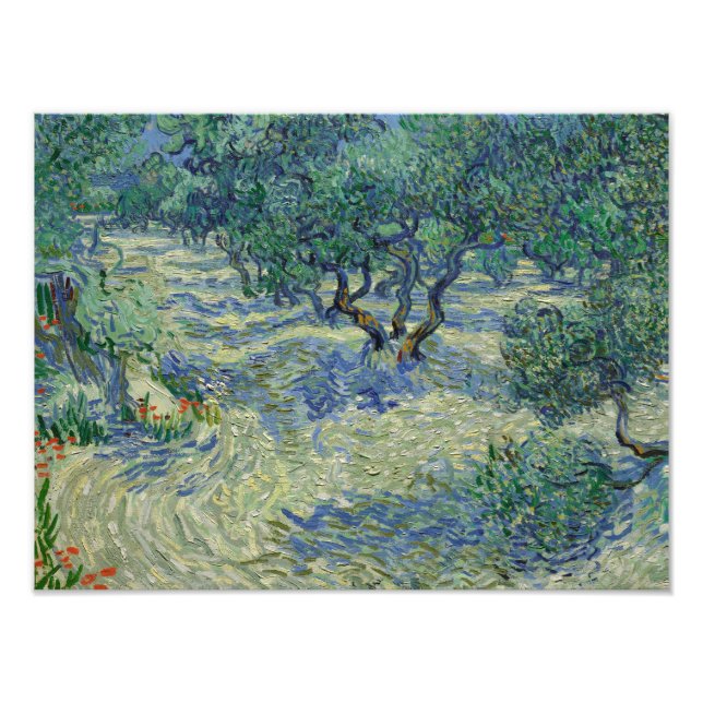 Foto Vincent van Gogh - Olive Orchard (Frente)