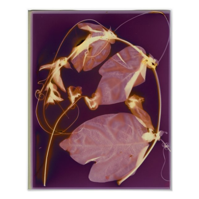 Foto Vine Lumen impressão (Frente)