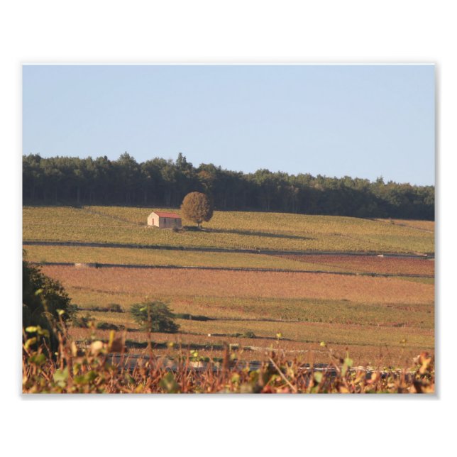 Foto Vineyard, França, fotografia, próximo a Beaune (Frente)