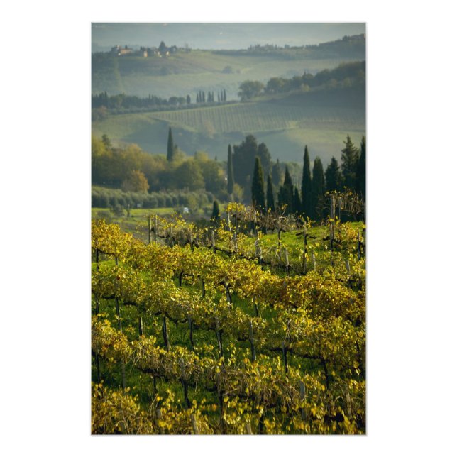 Foto Vineyard, Toscana, Itália (Frente)