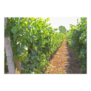 Foto Vinhas treinadas em alto nível em arames sustentad