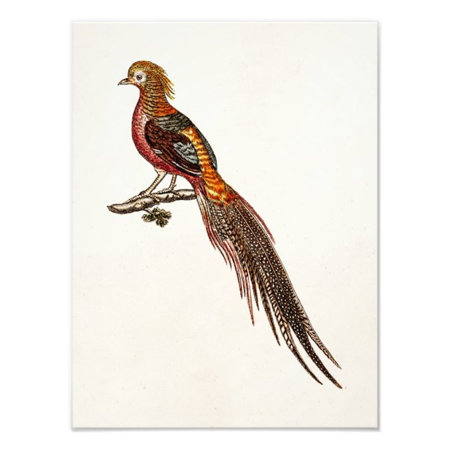 Foto Vintage 1700s Pheasant Game Birds - Pheasant Bird (Frente)