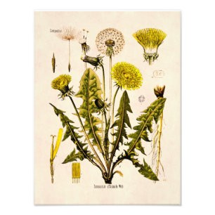 Foto Vintage 1800s Amarelo Dandelion foi para Seed Flor