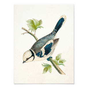 Foto Vintage 1800s Blue Bird Songbird Birds Drawing