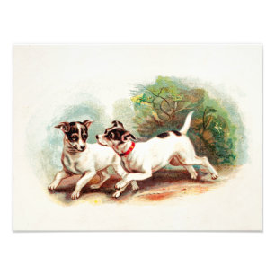Foto Vintage 1800s Fox Terrier Dogs - Modelo de Terrier